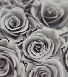 Preserved Black Roses