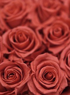 Preserved Pink Roses Preserved Pink Roses