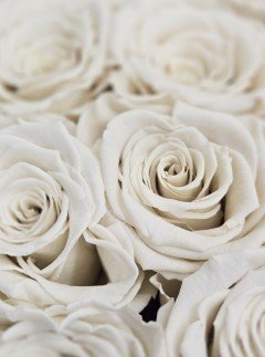 Preserved White Roses