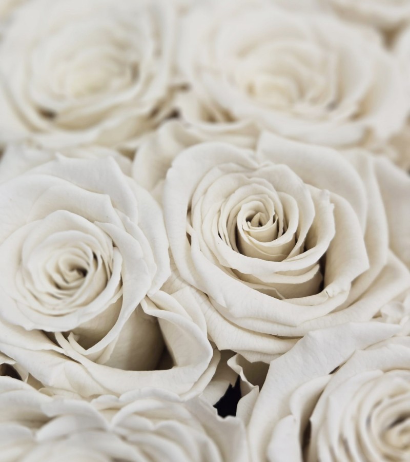 Preserved White Roses