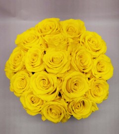 Preserved Yellow Roses