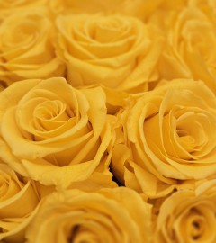 Preserved Yellow Roses