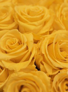 Preserved Yellow Roses