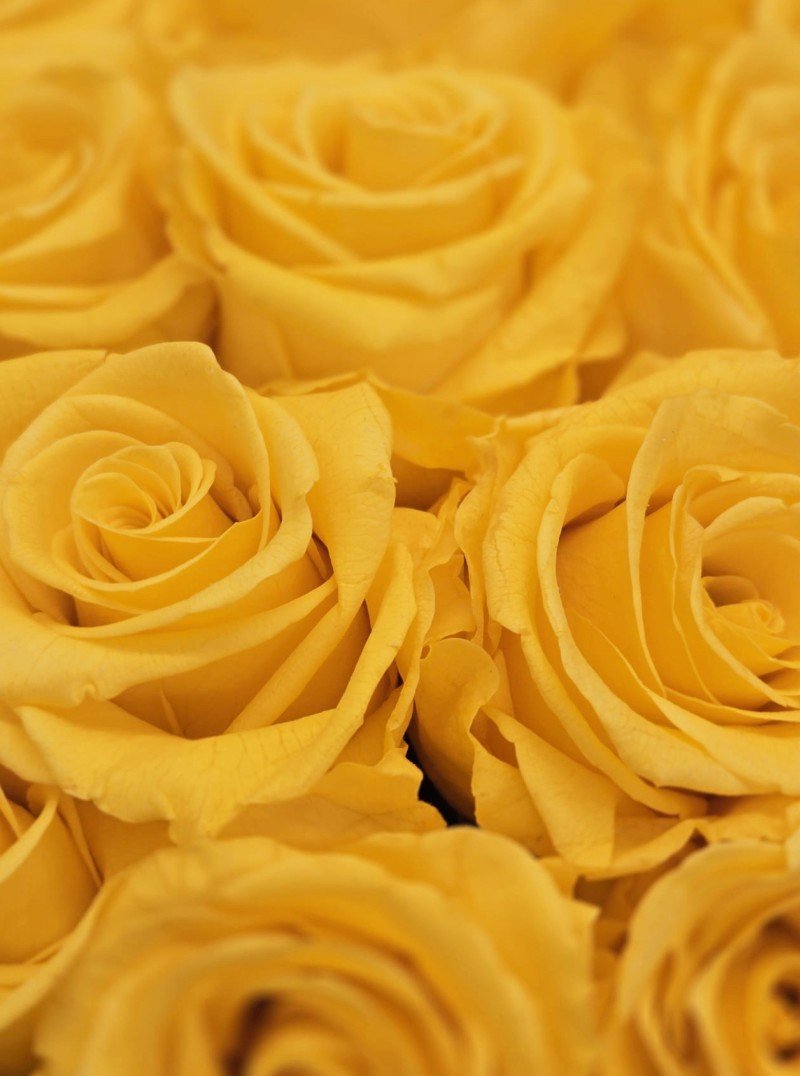 Preserved Yellow Roses