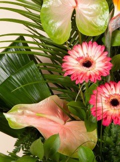 Tropical Sunrise Tropical Sunrise