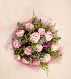 Peony Dream Peony Dream