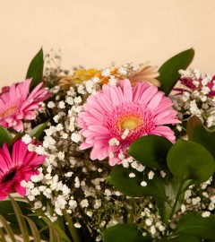 Gorgeous Gerbera