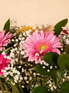 Gorgeous Gerbera