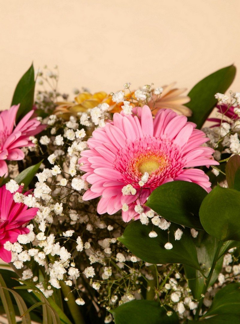 Gorgeous Gerbera