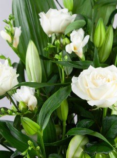 Classic Tribute Classic Tribute