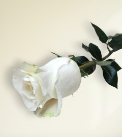 Single White Rose Single White Rose