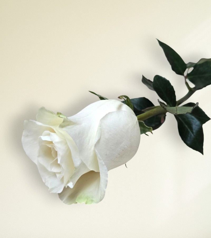Single White Rose Single White Rose