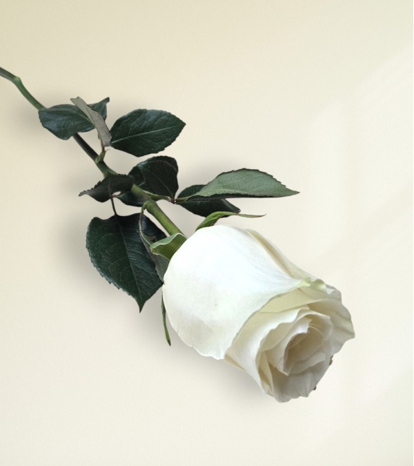 Single White Rose Single White Rose