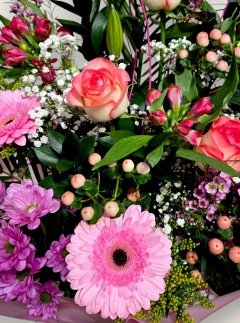 Rose Meadow Rose Meadow