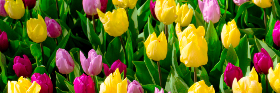 Easter Blooms