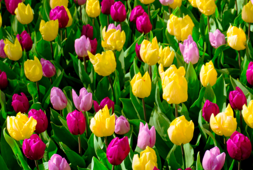 Easter Blooms