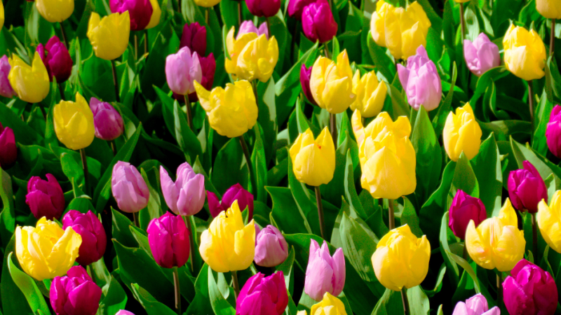 Easter Blooms
