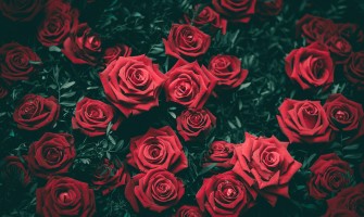 5 Of The Most Beautiful Flower Poems