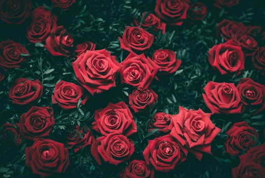 Valentine’s Day Flowers. A Timeless Way to Say “I Love You”