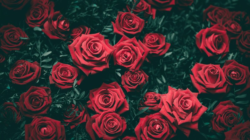 Valentine’s Day Flowers. A Timeless Way to Say “I Love You”