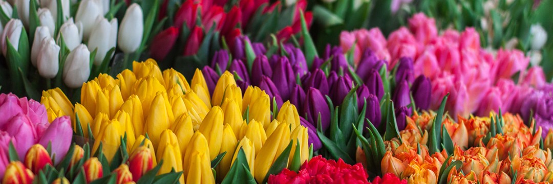 Order Flowers for International Women's Day