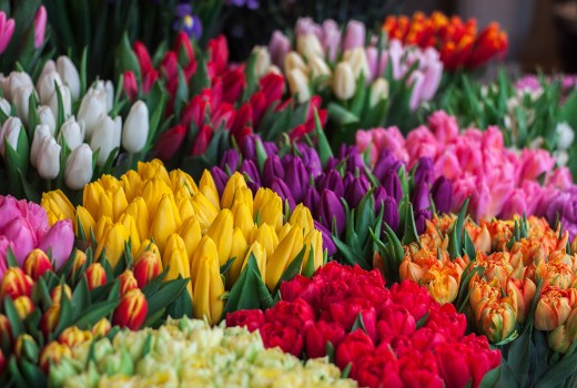 Spring in Ireland
