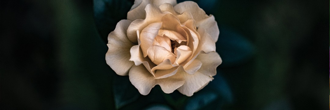 Flower Spotlight: Gardenia