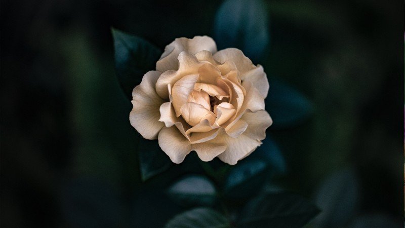 The Best Flowers for Winter