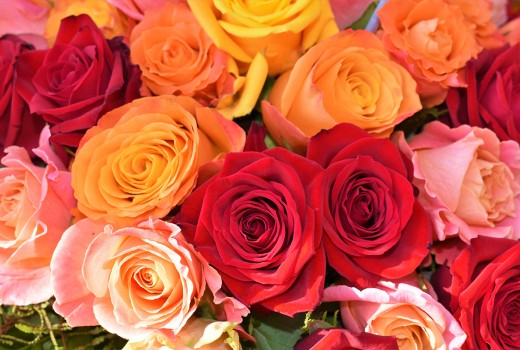 A beginners guide to growing roses