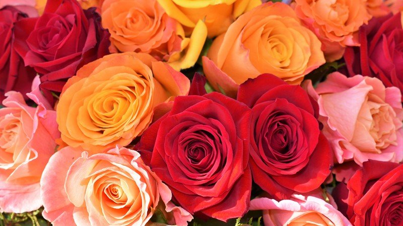 Summer Flower Deliveries
