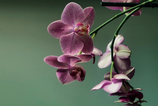 Learn More About Native Irish Plants and Flowers this St Patricks Day