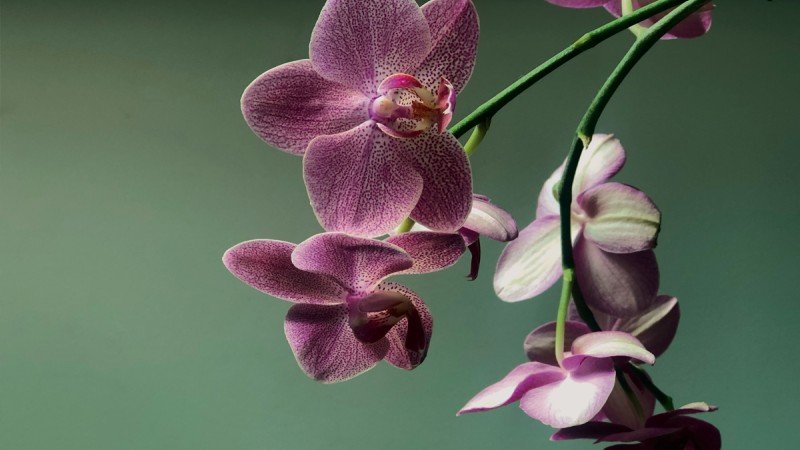 Learn More About Native Irish Plants and Flowers this St Patricks Day