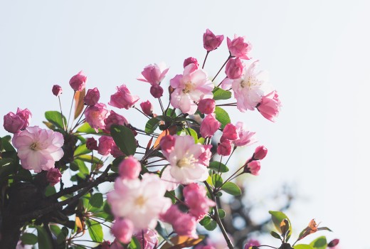 Why Send Flowers?