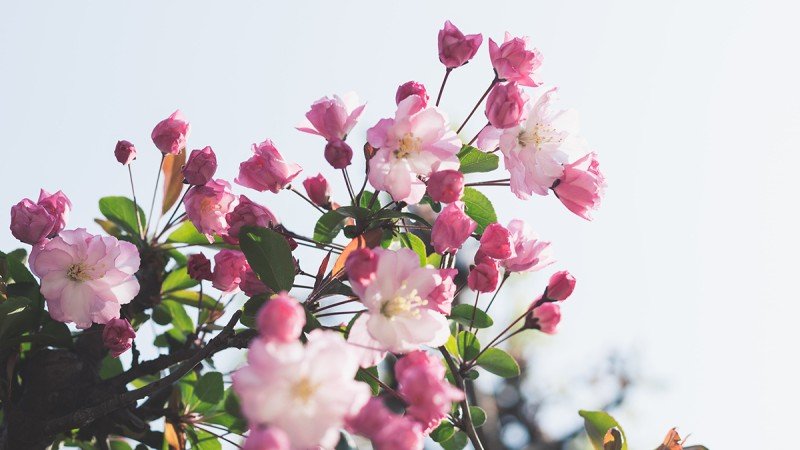 Why Send Flowers?