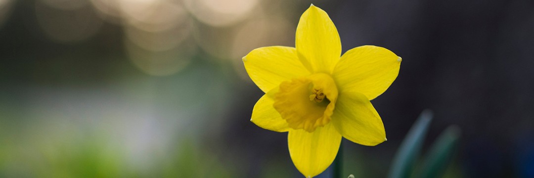 Flower Spotlight: Daffodils