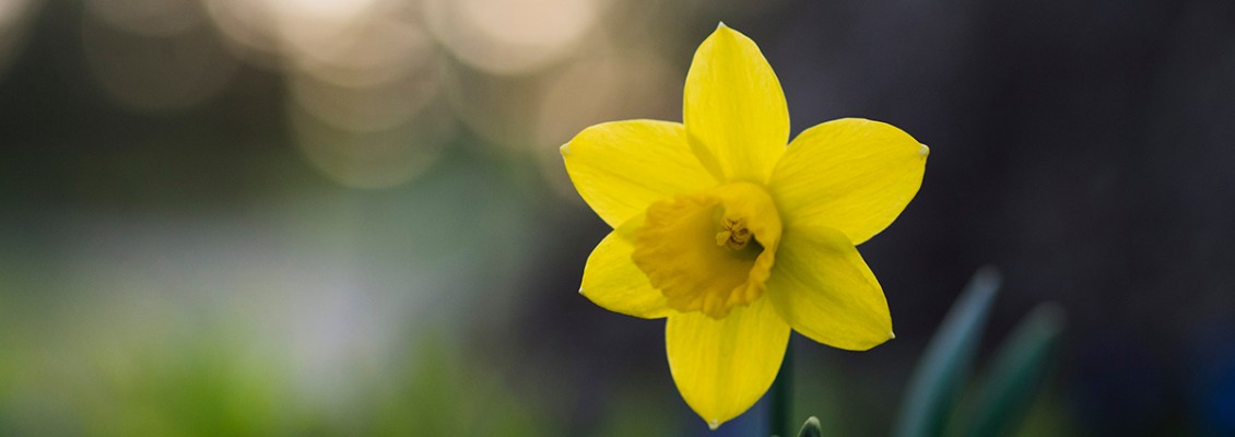 Flower Spotlight: Daffodils