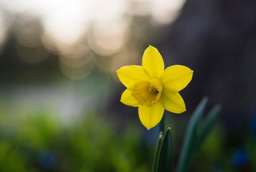 Flower Spotlight: Daffodils