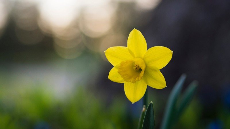 Flower Spotlight: Daffodils