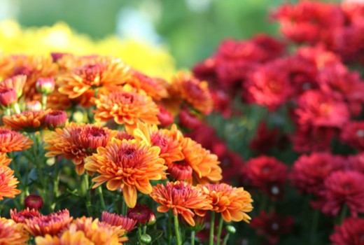 How to customise your bouquet