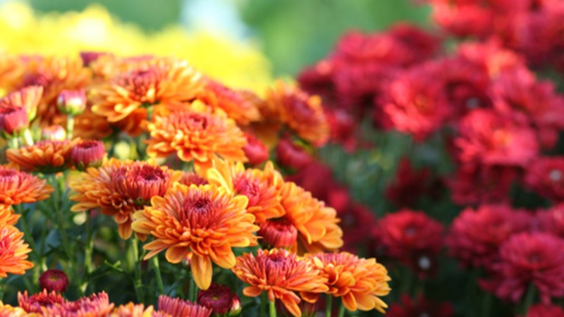 Flowers by Occasion