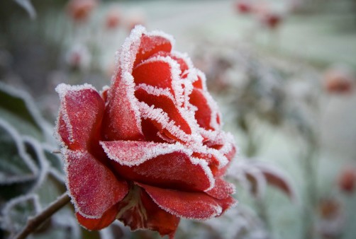 Caring for Cut Flowers in Your Home During the Winter Months