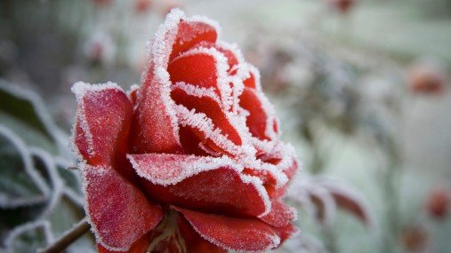 Taking Care of Flowers in Cold Weather