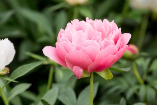 Flower Delivery In Dublin & All Over Ireland