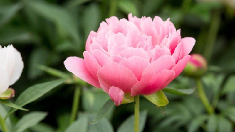 Spotlight on Peonies