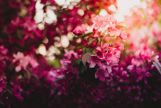 Send Flowers for International Women's Day