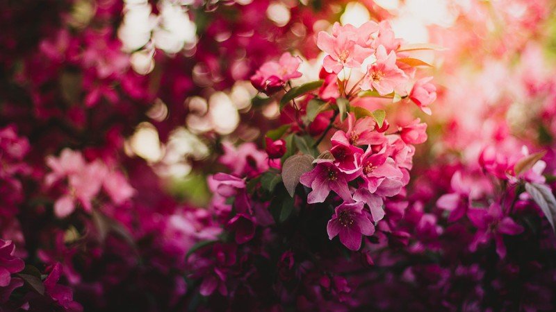 Send Flowers for International Women's Day