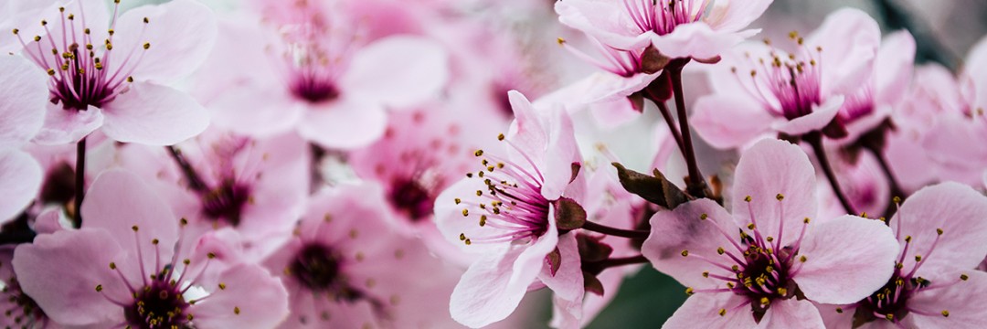 The Joy of Using Seasonal Irish Flowers in Your Bouquet