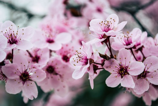The Joy of Using Seasonal Irish Flowers in Your Bouquet