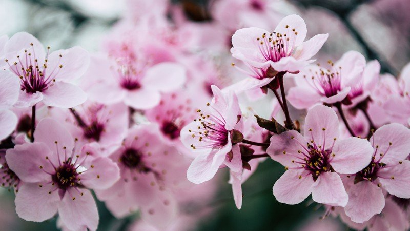 The Joy of Using Seasonal Irish Flowers in Your Bouquet