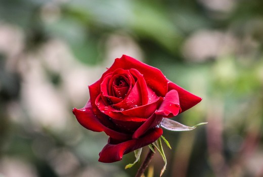 Luxury Bouquets of Fresh Cut Roses in Blanchardstown